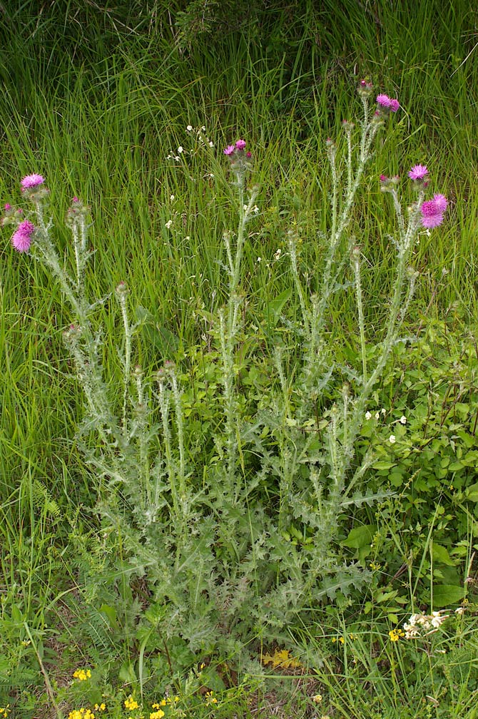 Carduus cfr. tenuiflorus e Onopordum acanthium